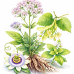 ☀️Tisane Réveil d’Hiver – Immunité
